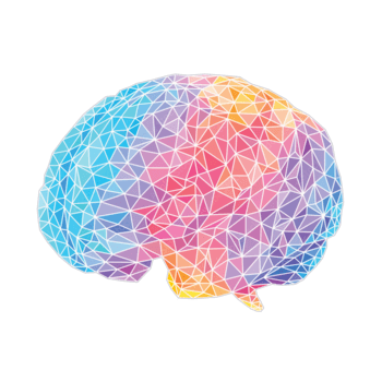 brain